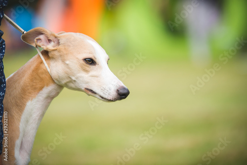Beautiful whippet dog portrait during a dog show on a leash