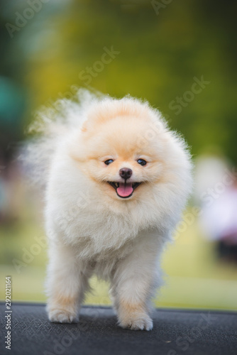 Beautiful pomeranian dog during a dog show on a leash