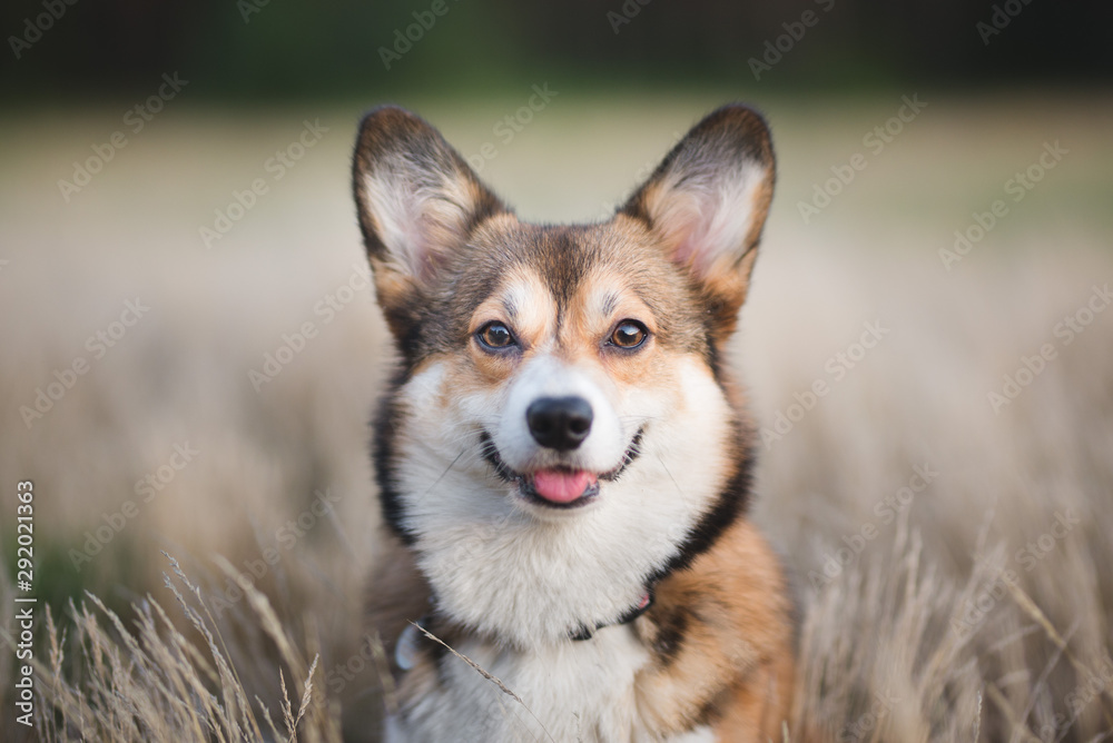 Sable welsh corgi pembroke cute dog portrait in the meadow field