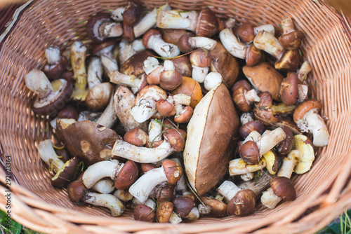 Wooden basket with edible mushrooms (Suillus luteus and Leccinum scabrum) 