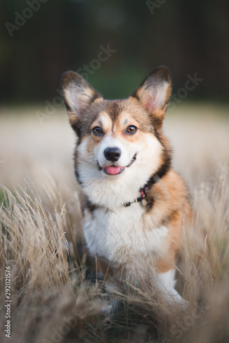 Sable welsh corgi pembroke cute dog portrait in the meadow field