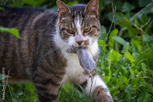 Wallpaper Mural Katze mit Maus im Mund auf Wiese Torontodigital.ca