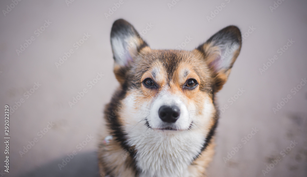 Sable Welsh Corgi Pembroke dog portrait, looking straight to the camera