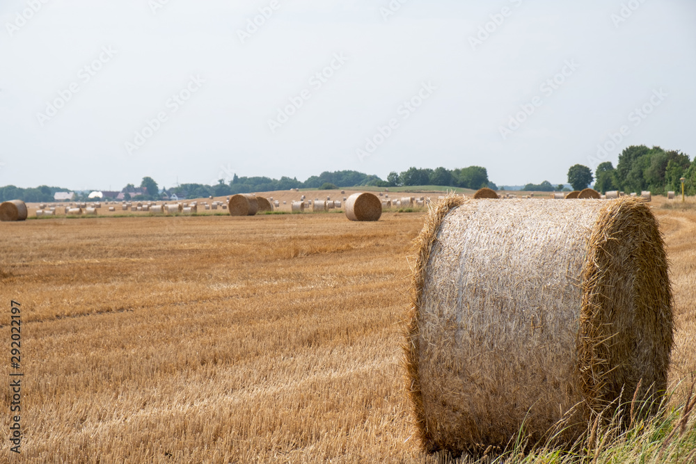 Round straw bales after harvesting in a field during the day.