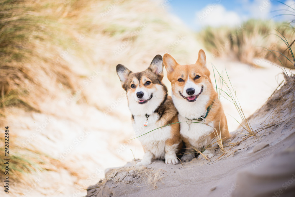 Fototapeta Two welsh corgi pembroke dogs sitting next to each other on the beach at the sea