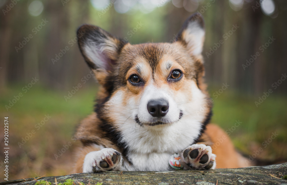 Sable color corgi sales