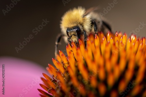  A close up portrait of a bee on a magnus coneflower, gathering pollen and nectar from its stencils in its cone shaped core. photo