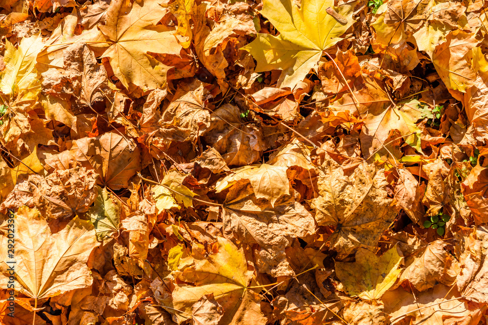 Background of yellow fallen maple leaves Background of yellow fallen maple leaves