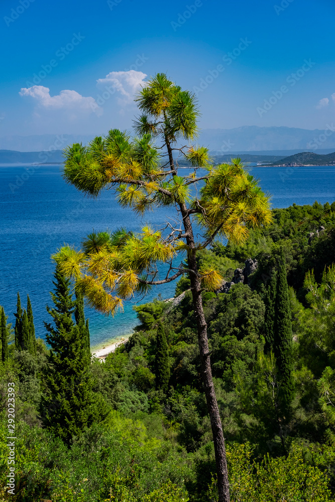 Pine green trees and cypress in front and clear water in Adriatic see in background on sunny summer day, Korcula Island, Dalmatia, Croatia 