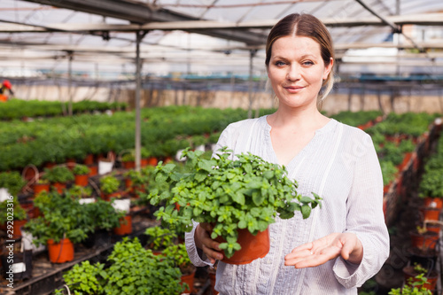 Smiling female gardener holding  spearmint seedlings in pot  at  greenhouse