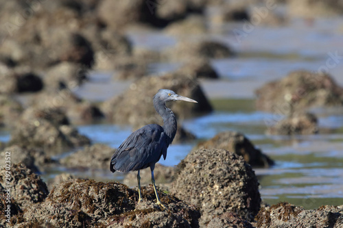 Pacific reef heron (Egretta sacra) Queensland, Australia  photo