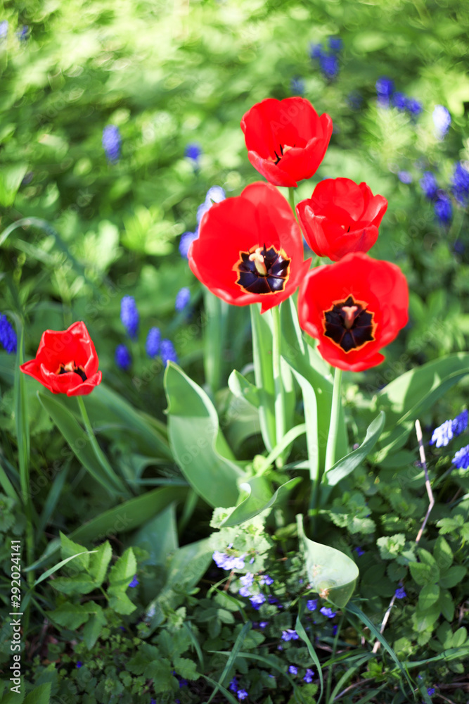 Obraz premium Tulpen