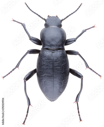 Anatolica subquadrata is a species of darkling beetle in the family Tenebrionidae. Isolated darkling beetle on white background.