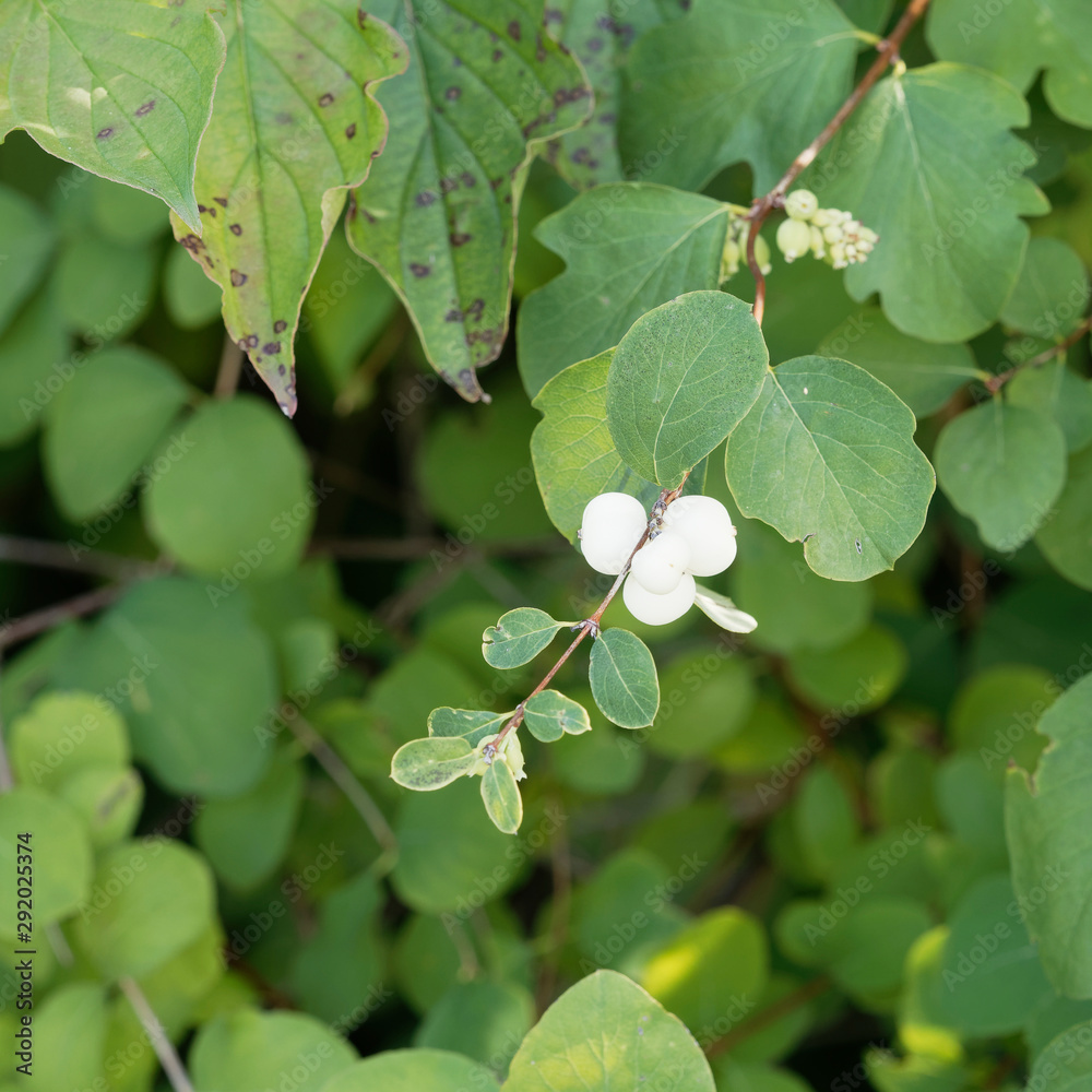 Symphoricarpos albus | Petites baies blanc nacré de symphorine à grappes Symphoricarpos albus | Petites baies blanc nacré de symphorine à grappes