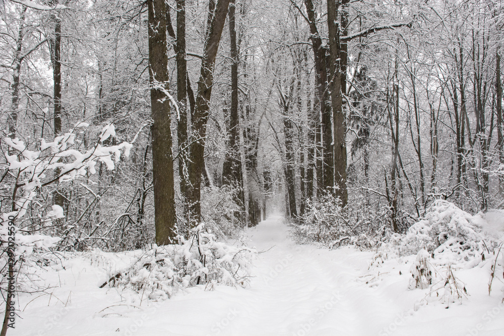 road in winter forest