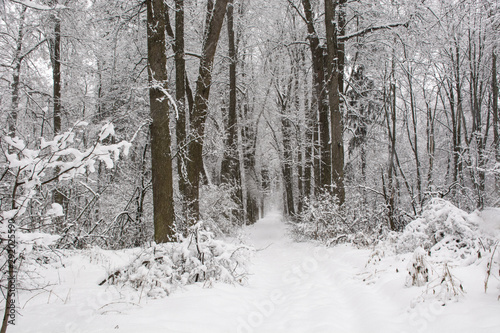 road in winter forest © VERA