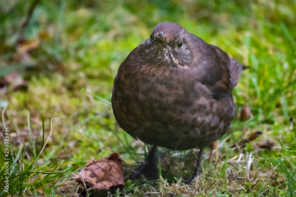 Fototapeta premium Aufgeplusterte Amsel auf der Wiese