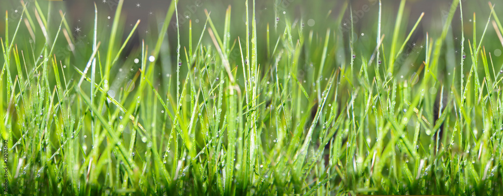 Obraz premium Background from green grass.