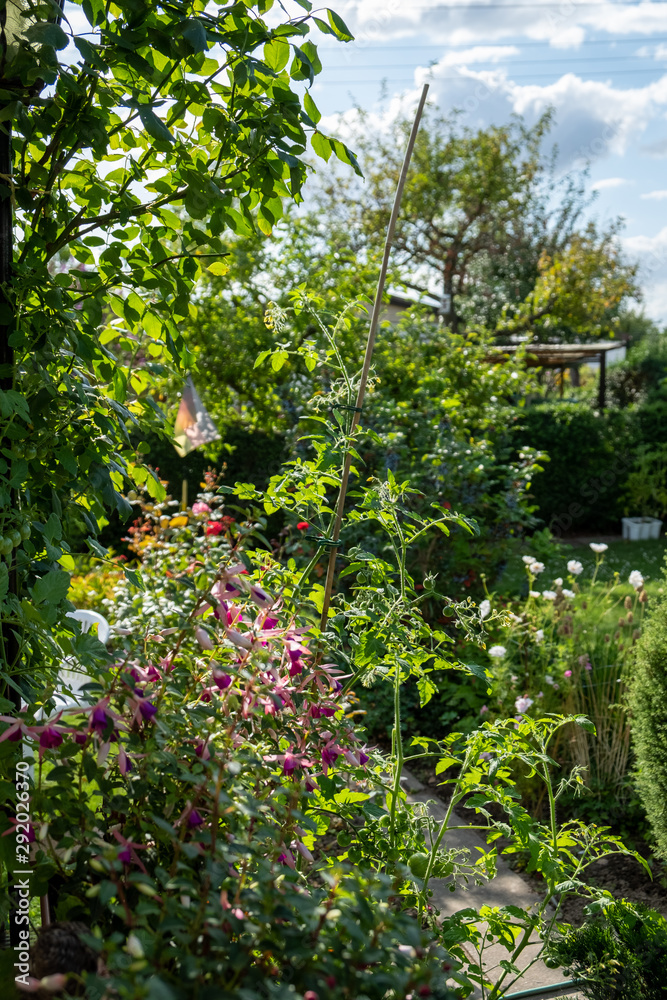 a beautiful garden with geraniums, roses, hedges a beautiful garden with geraniums, roses, hedges