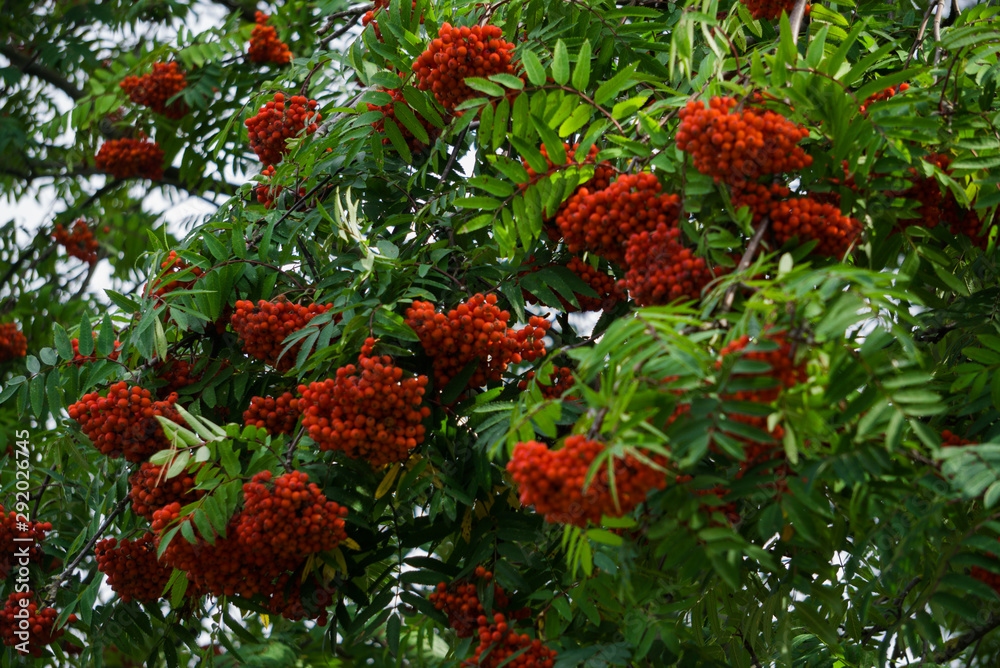 Bunches of red mountain ash on branches. Autumn landscape. Bunches of red mountain ash on branches. Autumn landscape.