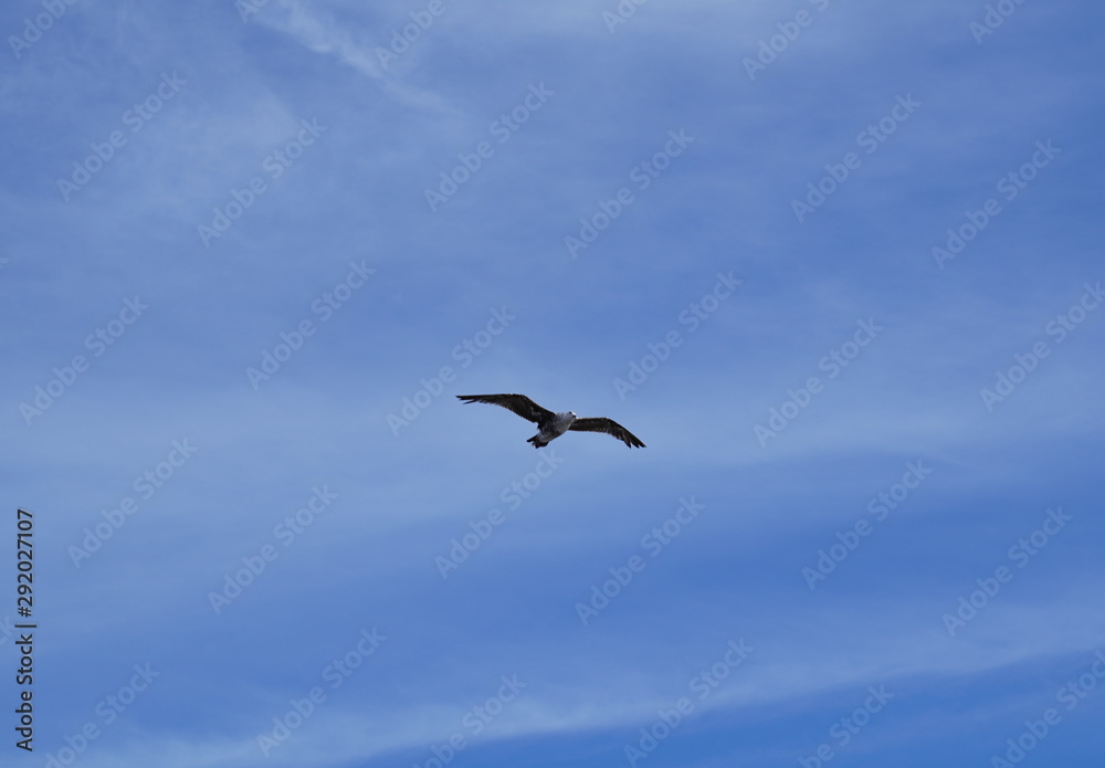 Bird in flight - blue sky