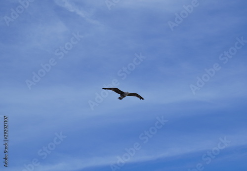 Bird in flight - blue sky