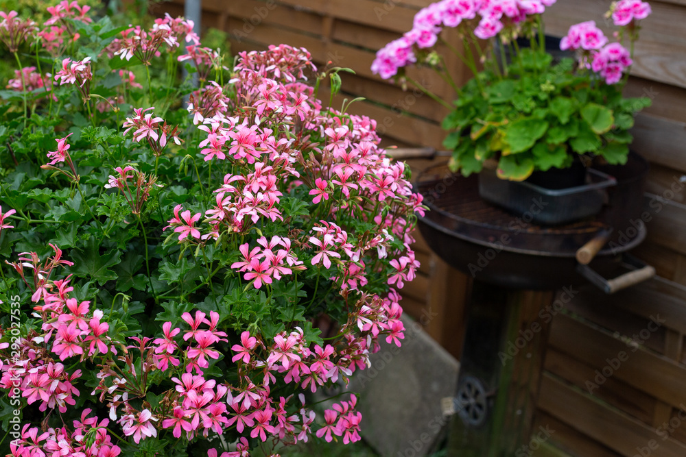 beautiful geraniums in a pot in the garden