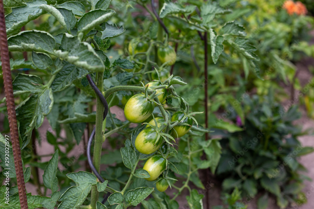 home-grown unripe tomatoes in the garden on the bush