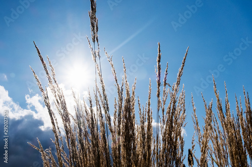 Fototapeta Naklejka Na Ścianę i Meble -  Tall stalks of dry grass against shining sun, clouds and blue sky. Background with copy space.