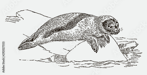 Harp or saddleback seal pagophilus groenlandicus lying on an iceberg. Illustration after an engraving from the 19th century