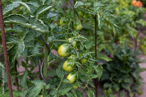 home-grown unripe tomatoes in the garden on the bush