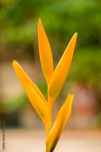 Heliconia psittacorum Golden Torch Flower