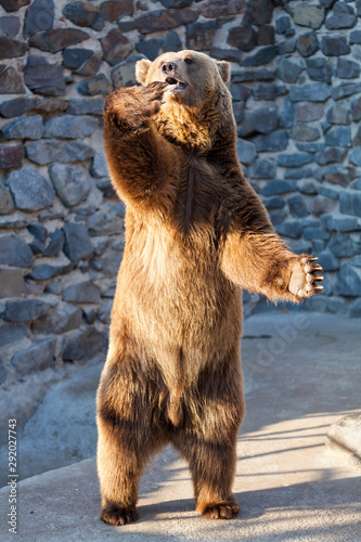 Brown bear at the zoo