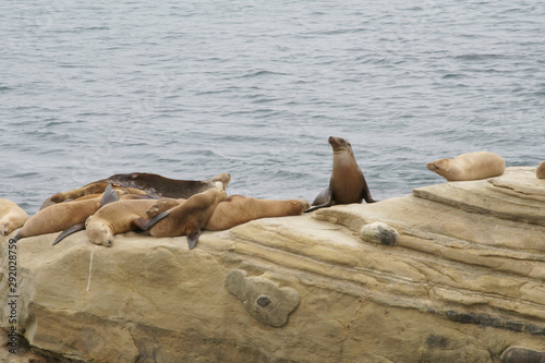 Seals, Sea Lions resting on the shores