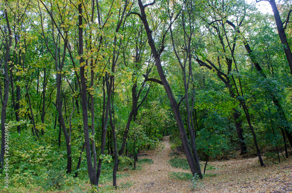 trees in the forest trees in the forest