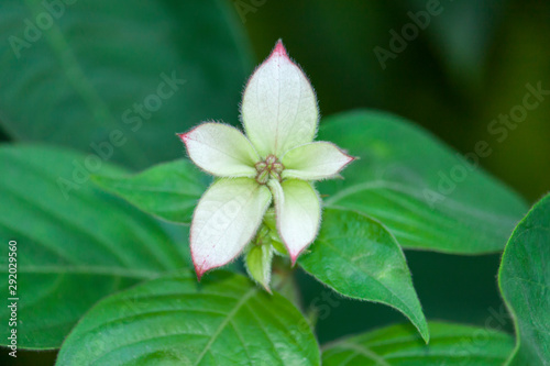 White Small Flower in the Garden