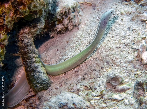 Geometric Moray Eel (Gymnothorax griseus)