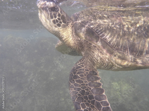 Sea turtle swimming in the ocean