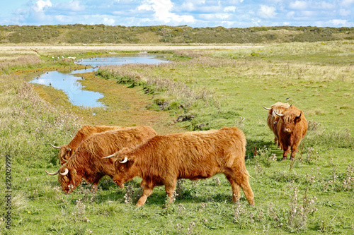 Highland-Rinder auf der Weide auf Langeoog