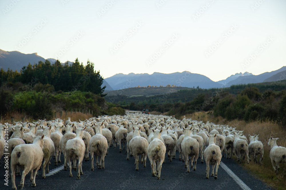 Herd of Sheep on the roads of New Zealand