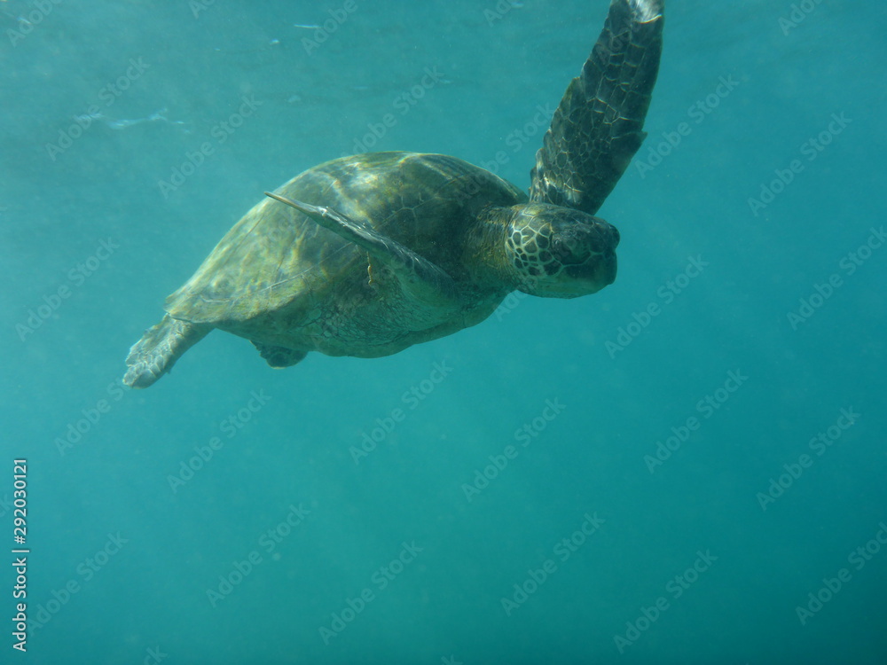 Fototapeta premium Sea turtle swimming in the ocean