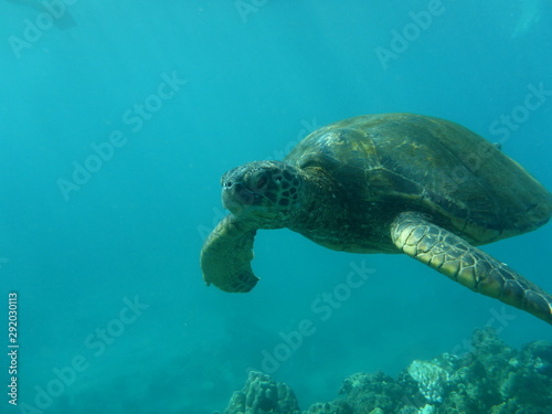 Sea turtle swimming in the ocean