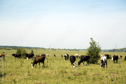 Сows graze on the field in a sunny day.