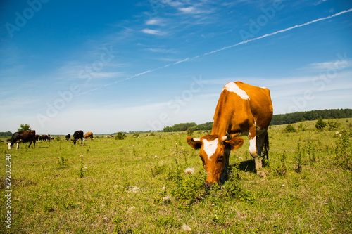 A cow is grazing on a pasture in sunny day. Cow eats grass. Cow on field. Spotted red cow.Cow close-up.