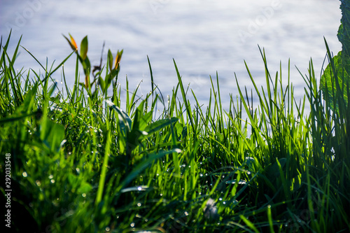 grass at the river bank