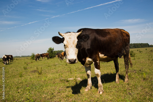 A cow on field, close-up. A cow on field in sunny day. Сow looking at the camera.
