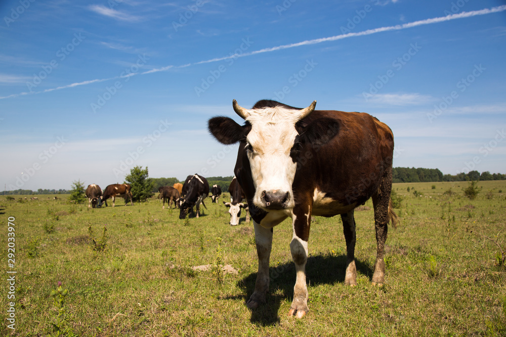 A cow on field, close-up. A cow on field in sunny day. Сow looking at the camera.