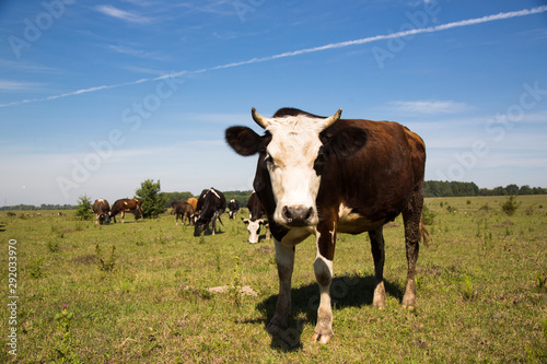 A cow on field, close-up. A cow on field in sunny day. Сow looking at the camera. © Kozachenko Oleksandr