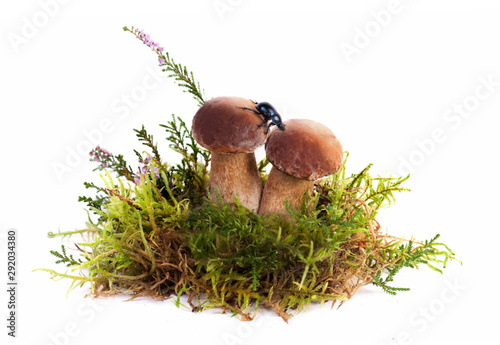 Edible wild forest Porcini Boletus mushrooms fresh autumn composition with moss and beetle isolated on white background in studio. Cep Fungus nature concept. Boletus edulis.