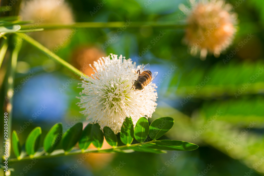 Close up of White Powder Puff Flower or Calliandra Haematocephala with a fly on it Close up of White Powder Puff Flower or Calliandra Haematocephala with a fly on it